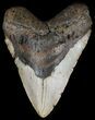 Huge, Megalodon Tooth - North Carolina #54783-1